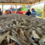 Pakan Alami Udang: Artemia