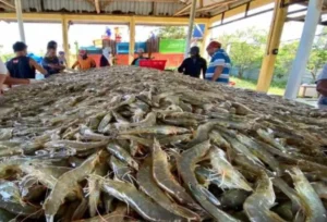 Pakan Alami Udang: Artemia