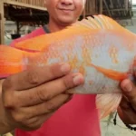Aturan Pakan Ikan Nila & Cara Pemberian Yang Benar