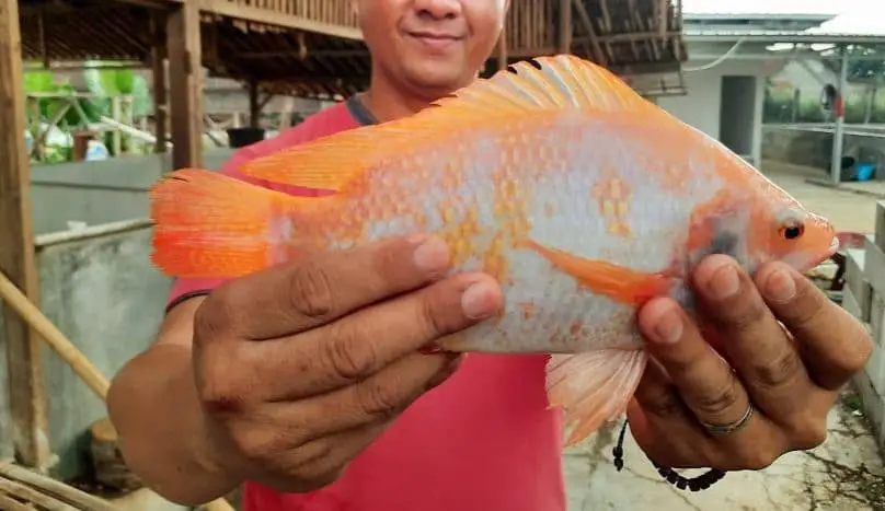 Aturan Pakan Ikan Nila & Cara Pemberian Yang Benar