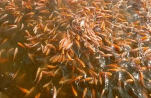 Azolla Untuk Pakan Ikan Nila