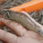 Bahan dan Cara Membuat Fermentasi Pakan Udang Vaname
