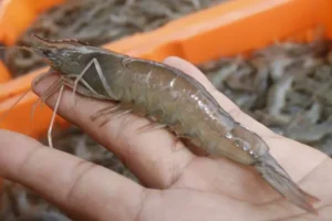 Bahan dan Cara Membuat Fermentasi Pakan Udang Vaname