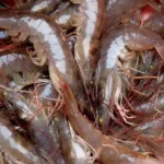 Campuran Pakan Untuk Udang Vaname