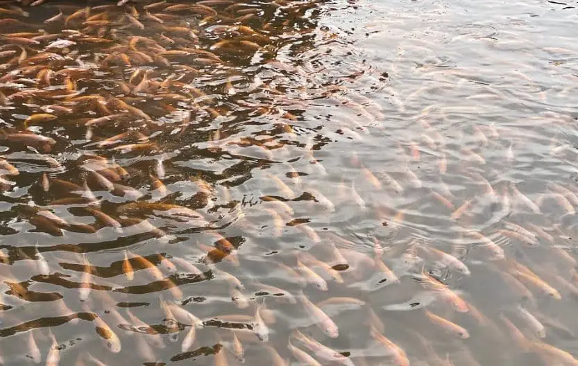 Cara Beternak Ikan Nila Terbaik Cepat Panen