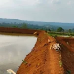 Cara Budidaya Ikan Lele di Kolam Tanah