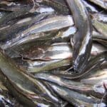 Cara Budidaya Lele dan Kangkung di Ember Sistem Budikdamber