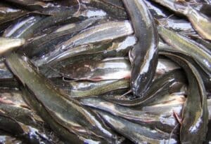 Cara Budidaya Lele dan Kangkung di Ember Sistem Budikdamber