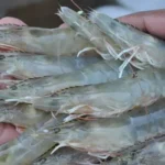 Cara Budidaya Udang Air Tawar