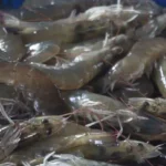 Cara Budidaya Udang Air tawar di Kolam Terpal