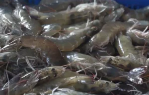 Cara Budidaya Udang Air tawar di Kolam Terpal