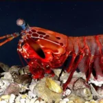 Cara Budidaya Udang Hias