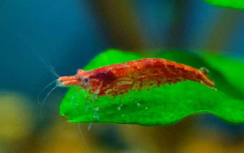 Cara Budidaya Udang Red Cherry