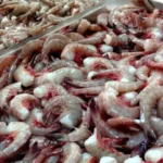 Cara Budidaya Udang Vaname Panduan Pemula