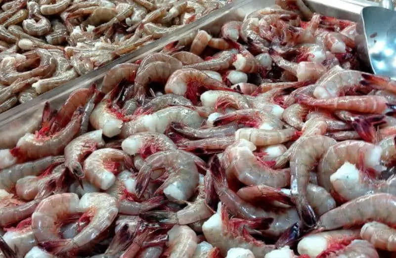 Cara Budidaya Udang Vaname Panduan Pemula