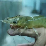 Cara Budidaya Udang Vaname Sistem Bioflok