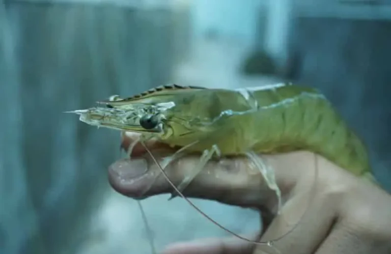 Cara Budidaya Udang Vaname Sistem Bioflok