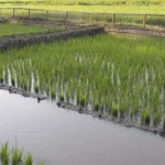 Cara Budidaya Udang di Sawah