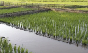 Cara Budidaya Udang di Sawah