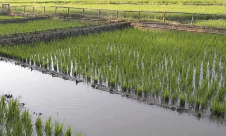 Cara Budidaya Udang di Sawah