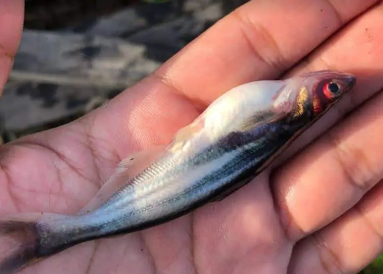 Cara Cepat Membesarkan Ikan Patin