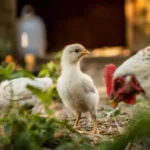 Cara Fermentasi Pakan Ayam