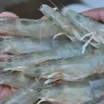 Cara Membuat Air Payau untuk Udang Vaname dengan Mudah