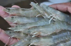 Cara Membuat Air Payau untuk Udang Vaname dengan Mudah