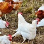 Cara Membuat Campuran Pakan Ayam Petelur Yang Tepat Dan Produktif