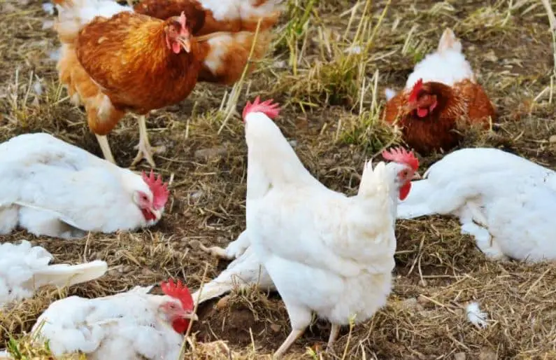 Cara Membuat Campuran Pakan Ayam Petelur Yang Tepat Dan Produktif