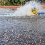 Cara Membuat Fermentasi Kotoran Kambing untuk Pakan Ikan Nila