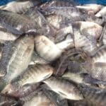 Cara Membuat Fermentasi Pakan Ikan Nila Dengan EM4