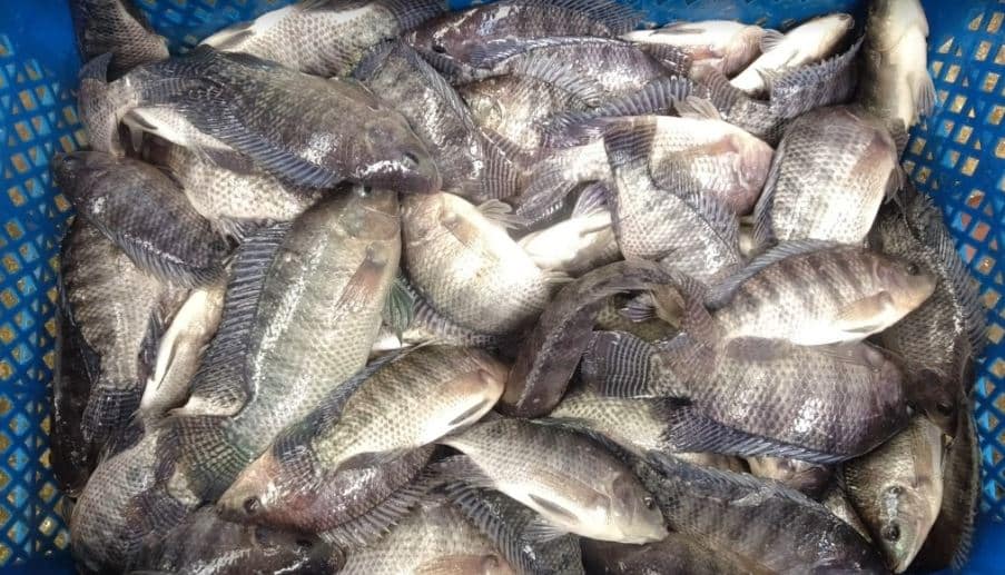 Cara Membuat Fermentasi Pakan Ikan Nila Dengan EM4