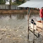 Cara Budidaya Ikan Patin Agar Cepat Besar
