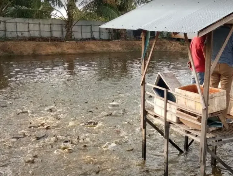 Cara Budidaya Ikan Patin Agar Cepat Besar