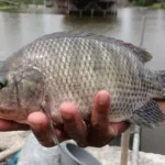 Cara Membuat Fermentasi Pakan Ikan Nila dengan EM4