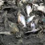 Cara Membuat Makanan Ikan Patin