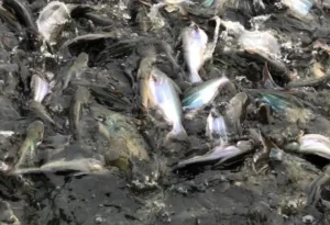 Cara Membuat Makanan Ikan Patin