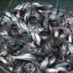 Cara Membuat Makanan Ikan Patin Mudah dan Hemat