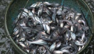 Cara Membuat Makanan Ikan Patin Mudah dan Hemat
