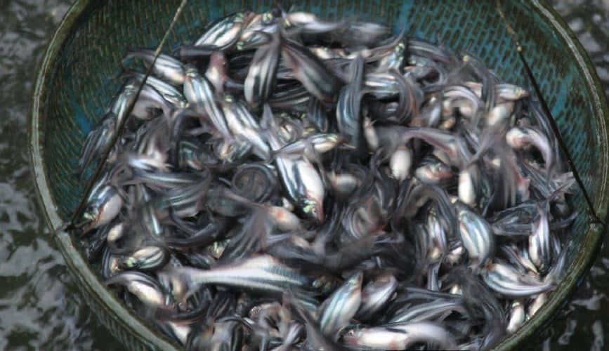 Cara Membuat Makanan Ikan Patin Mudah dan Hemat