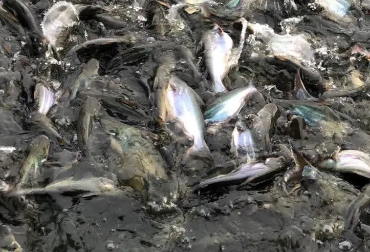 Cara Membuat Makanan Ikan Patin