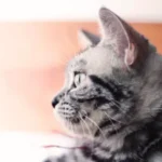 Cara Membuat Makanan Kucing yang Sehat dan Mudah