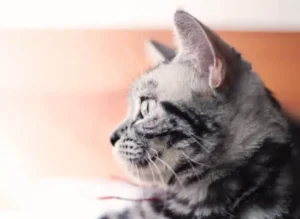 Cara Membuat Makanan Kucing yang Sehat dan Mudah