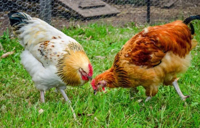 Cara Membuat Pakan Ayam Pedaging Pola Pabrikan
