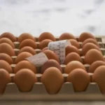 Cara Membuat Pakan Ayam Petelur Sendiri