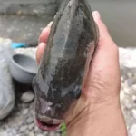 Cara Membuat Pakan Ikan Nila dari Daun Talas