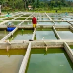 Cara Membuat Pakan Ikan Patin yang Awet dan Tahan Lama