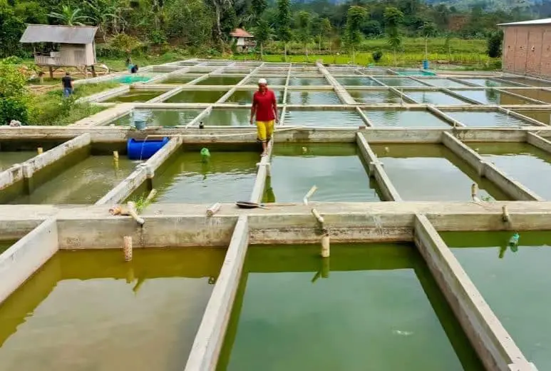 Cara Membuat Pakan Ikan Patin yang Awet dan Tahan Lama