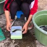 Cara Membuat Pakan Lele Organik
